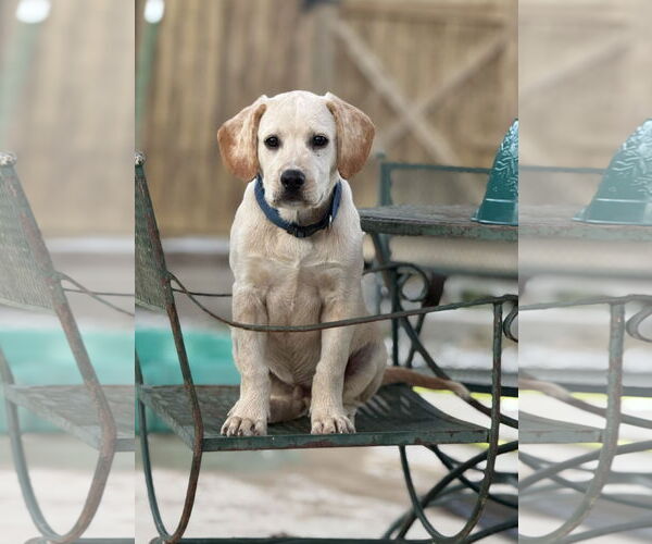 Medium Photo #1 Labralas Puppy For Sale in Attalka, AL, USA