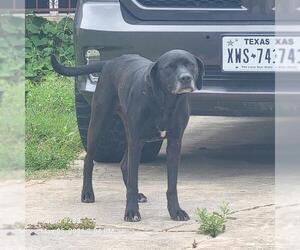 Labrador Retriever-Unknown Mix Dogs for adoption in San Antonio, TX, USA