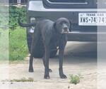 Small Labrador Retriever Mix