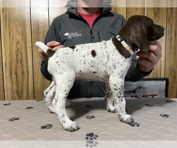 Medium Photo #2 German Shorthaired Pointer Puppy For Sale in LEWELLEN, NE, USA