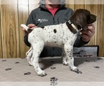 Small #1 German Shorthaired Pointer