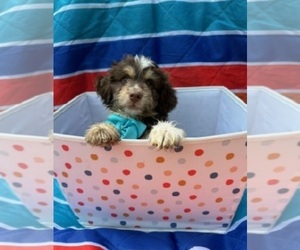 Medium Aussiedoodle Miniature 