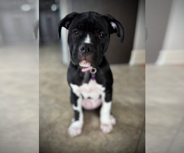 Medium Photo #4 Bulloxer Puppy For Sale in Brights Grove, Ontario, Canada