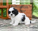 Small #3 Shih Tzu