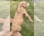 Small Photo #30 American Bully Puppy For Sale in LAKE STATION, IN, USA
