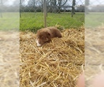 Small Photo #34 Australian Shepherd Puppy For Sale in LEWISBURG, TN, USA