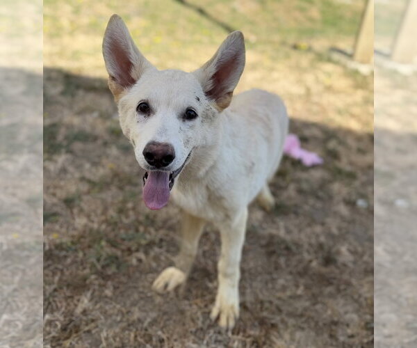 Medium Photo #1 - Mix Puppy For Sale in Phoenix, AZ, USA