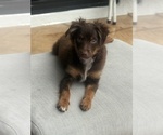 Small #6 Miniature Australian Shepherd