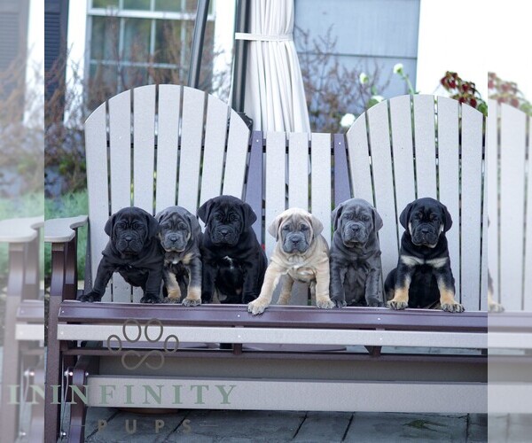 Medium Photo #2 Cane Corso Puppy For Sale in LANCASTER, PA, USA