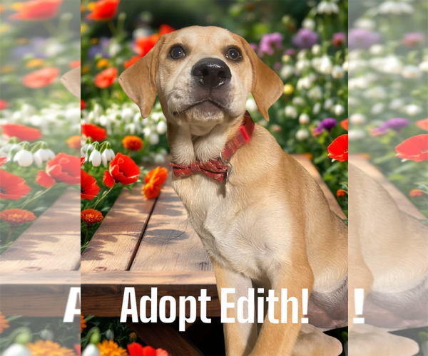 Medium Photo #22 Retriever -Unknown Mix Puppy For Sale in Holly Springs, NC, USA