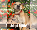 Small Photo #22 Retriever -Unknown Mix Puppy For Sale in Holly Springs, NC, USA