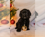 Small Photo #1 Cocker Spaniel Puppy For Sale in SALEM, OR, USA