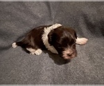 Small Photo #6 Havanese Puppy For Sale in ATHENS, GA, USA