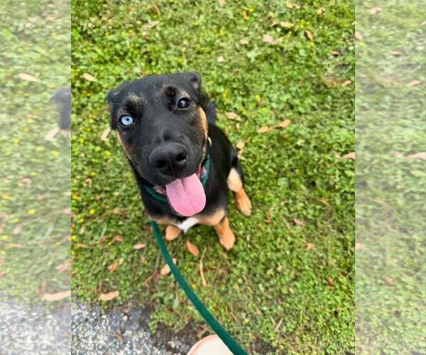 Medium Photo #20 Rottweiler-Unknown Mix Puppy For Sale in Houston, TX, USA