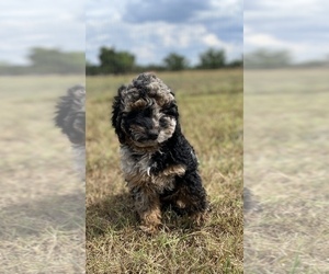 Labradoodle Puppy for sale in HARRAH, OK, USA