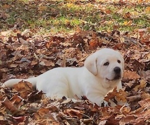 Labrador Retriever Puppy for sale in LOUISBURG, NC, USA