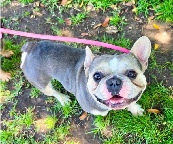 Medium Photo #3 French Bulldog-Unknown Mix Puppy For Sale in Newport Beach, CA, USA