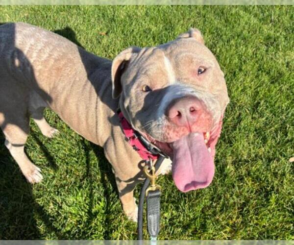 Medium Photo #3 Mutt Puppy For Sale in Martinez, CA, USA