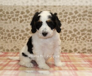 Miniature Bernedoodle Puppy for sale in DENVER, PA, USA