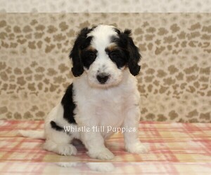 Medium Miniature Bernedoodle