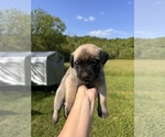 Puppy Lil J Mastiff