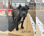 Small American Bully-American Pit Bull Terrier Mix