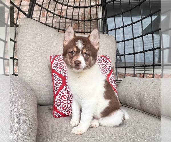 Medium Photo #1 Pomsky Puppy For Sale in GREENFIELD, IN, USA