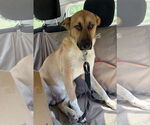 Small #1 German Shepherd Dog Mix