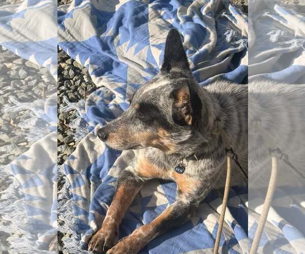 Medium Photo #2 Mutt Puppy For Sale in Paso Robles, CA, USA