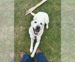 Small Photo #1 Labrador Retriever Puppy For Sale in LIMESTONE, TN, USA