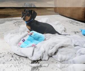 Dachshund Puppy for sale in HAWESVILLE, KY, USA