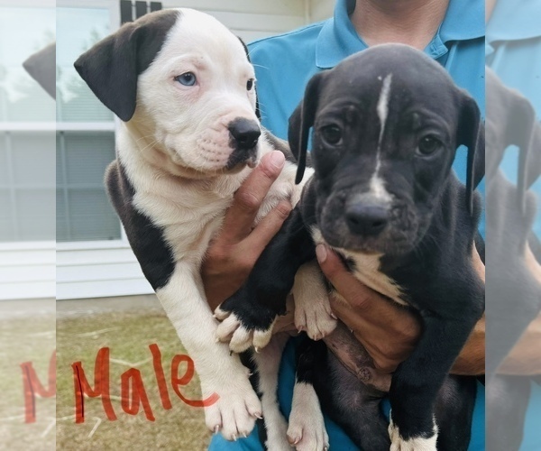 Medium Photo #4 Alapaha Blue Blood Bulldog Puppy For Sale in ALBANY, GA, USA