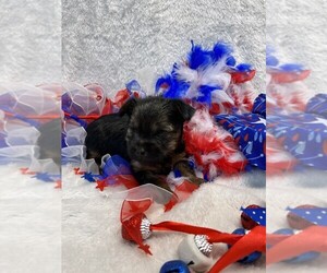 Yorkshire Terrier Puppy for sale in TALALA, OK, USA