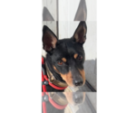 Small #11 Chihuahua Mix