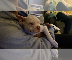Boston Terrier Puppy for sale in ABILENE, TX, USA