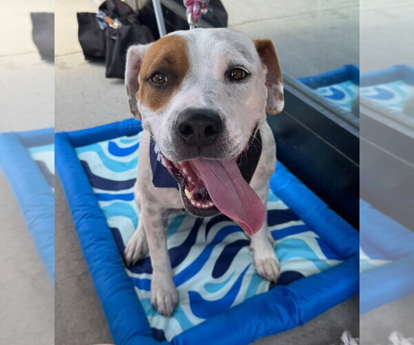 Medium Photo #2 American Pit Bull Terrier-American Staffordshire Terrier Mix Puppy For Sale in Holly Springs, NC, USA