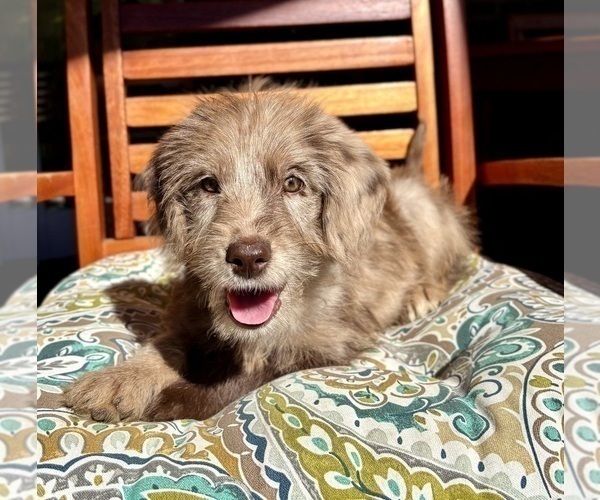 Medium Photo #10 Labradoodle Puppy For Sale in NOBLESVILLE, IN, USA