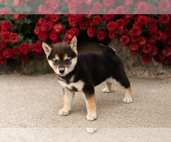 Medium Photo #1 Shiba Inu Puppy For Sale in MILLERSBURG, IN, USA
