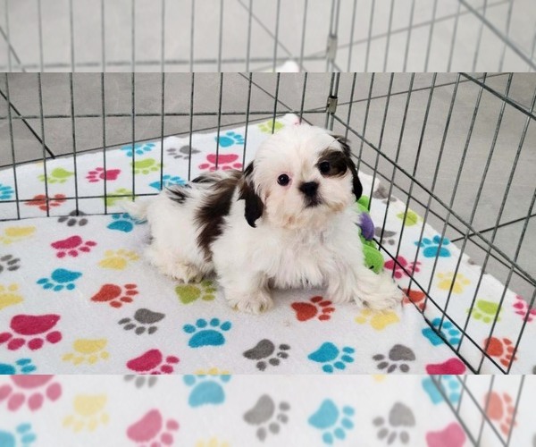 Medium Photo #11 Shih Tzu Puppy For Sale in ORO VALLEY, AZ, USA