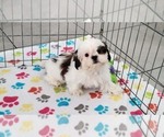 Small #10 Shih Tzu