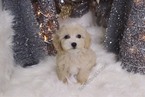 Small Photo #3 Maltipoo Puppy For Sale in LAS VEGAS, NV, USA