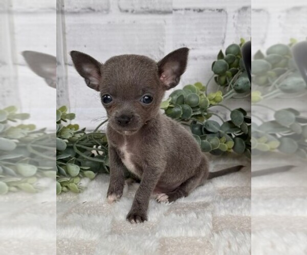 Medium Photo #23 Chihuahua Puppy For Sale in NAPLES, FL, USA