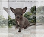 Small #22 Chihuahua