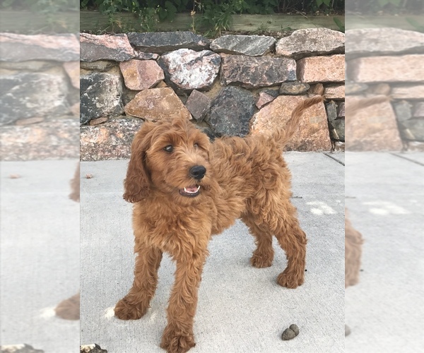 Medium Photo #4 Goldendoodle Puppy For Sale in CO SPGS, CO, USA