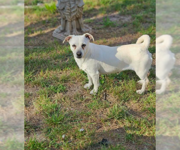 Medium Photo #2 Chihuahua-Unknown Mix Puppy For Sale in Cranston, RI, USA