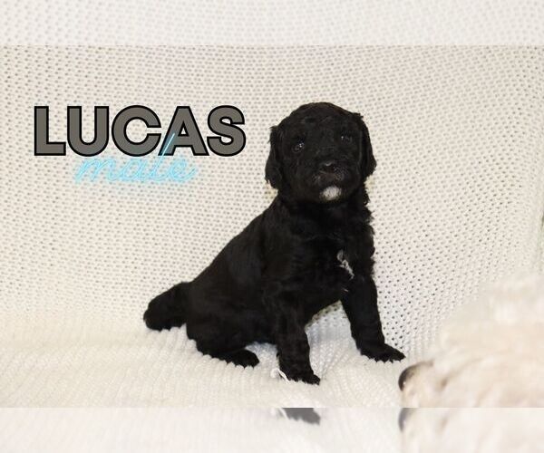 Medium Photo #2 Goldendoodle (Miniature) Puppy For Sale in NORTH LIBERTY, IN, USA