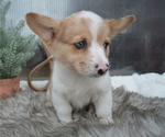 Small Photo #7 Pembroke Welsh Corgi Puppy For Sale in HONEY BROOK, PA, USA
