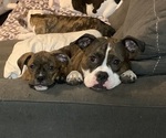 Small Photo #1 American Bully-Boxer Mix Puppy For Sale in PORTSMOUTH, VA, USA