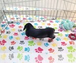 Small #3 Dachshund
