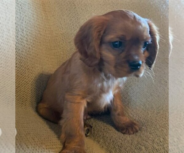 Medium Photo #2 Cavalier King Charles Spaniel Puppy For Sale in ORRTANNA, PA, USA